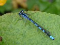 /album/insectes/libellule17-jpg2/