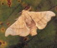 /album/insectes/bombyx-jpg2/