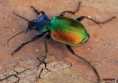 /album/insectes/scarabee-carabe-calosoma-sycophant-jpg4/