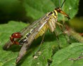 /album/galerie-photos/mouche-scorpion3-jpg/